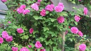 Choose from our selection of best climbing plants and add vertical interest to walls and trellises or allow to scramble over other plants in borders. Growing Roses How To Plant Climbing Roses Youtube