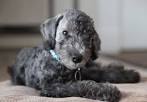 Bedlington Terriers for Sale | Dogs on Oodle Classifieds