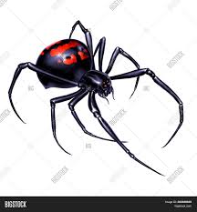 How poisonous are black widows? Black Widow Spider On Image Photo Free Trial Bigstock