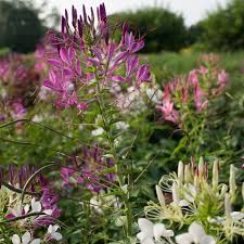 Image result for Cleome oxyphylla