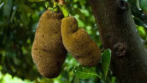 Maybe you would like to learn more about one of these? Jackfruit Practical Primate