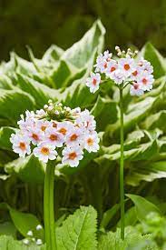 Pin On Rain Gardens And Bog Plants