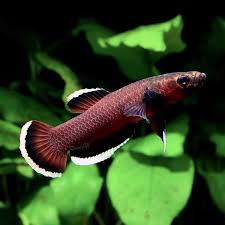 Betta albimarginata is a species of betta fish, endemic to the island of borneo where it is only found in the indonesian province of kalimantan timur. Usd 76 43 Panda Original Fight Betta Albimarginata 4cm 280 Yuan Pair Wholesale From China Online Shopping Buy Asian Products Online From The Best Shoping Agent Chinahao Com