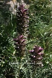 Image result for Acanthus polystachyus