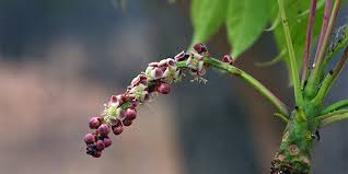 Image result for Sclerocarya birrea