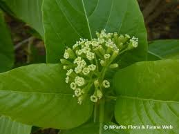 Image result for Pisonia