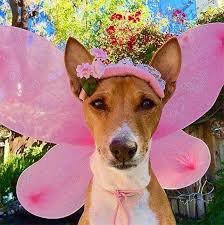 81 Of The Best Dog Halloween Costume Ideas For Your Pooch Dog Halloween Costumes Best Dog Halloween Costumes Dog Halloween