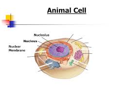 The ribosomes made by the nucleolus will travel outside of the nuclear membrane through holes called nuclear pores, and move out into the cytoplasm of the cell. Plant And Animal Cell Organelles And Functions Ppt Video Online Download