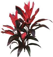 A Ti Plant Cordyline Terminalis Is One Of The Most Colorful Foliage Plants You Can Purchase The Maroon Purple Rose Yellow P Ti Plant Plants House Plants