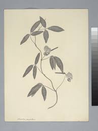 Image result for Vigna vexillata