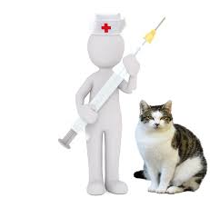 Die impfung gegen katzenschnupfen (fcv) muss jährlich wiederholt werden. Katze Selbst Impfen Schritt Fur Schritt Anleitung Katzen Hilfe Und Tipps
