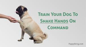 In addition, targeting just front or just rear paws shifts the dog's body weight onto the opposite set of limbs and increases strength in those limbs. How To Teach A Dog To Shake Hands Give Paw On Command