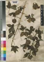 Image result for Gossypioides kirkii