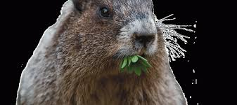 Maybe you would like to learn more about one of these? Can That Cute Groundhog Really Cause Damage Bobbex