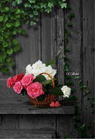 Flowers are the best gift on the … Pin By Cesa Afiune On 1 Sabri Budak Touch Of Color Beautiful Flowers Photos Flowers Dp Flower Photos