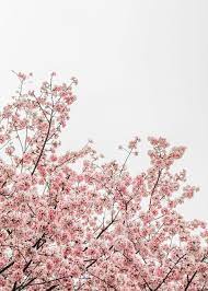 Pink flower cherry blossoms pastel pink spring flowers gosse gossekidd Pink Cherry Blossom Trees Poster Art Print By Bear Amber Art Displate Blossom Trees Cherry Blossom Pictures Pastel Pink Aesthetic