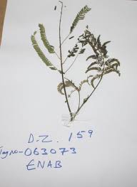 Image result for Entada abyssinica