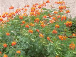 If you love yellow flowers, why not make sure you have them in your landscape every year? Red Bird Of Paradise Flowering Bushes Phoenix Tjs Garden