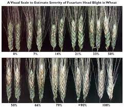 Foi um projecto arriscado, mas que tinha que nascer Escala Visual Para Estimar La Severidad De Fusarium En Espiga De Trigo Download Scientific Diagram