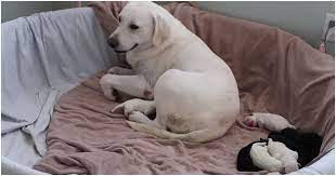 Owners Hearts Melt As They See Mama Dog Giving Extra Love To The Pup That Needs It Most