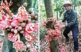 Bunganya yang cantik apabila kembang menjadikannya sesuai sebagai tanaman hiasan. Musim Durian Hutan Berbunga Di Batang