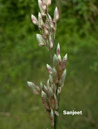 Image result for Arthraxon lancifolius