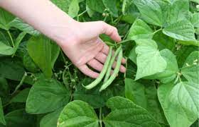 Never leave your crop after sowing. Home Garden Green Beans Uga Cooperative Extension