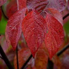 The most common flower bush white material is cotton. Tree Marsh Brothers