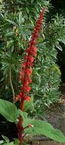 Image result for Acanthopale confertiflora