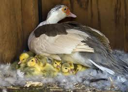 The birds require a constant supply of clean water, deep eno. Caring For Ducklings Hatched Under A Broody Hen Pets4homes
