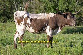 Sigir Yetistiriciligi Corriente Sigir Irki Veterinerler