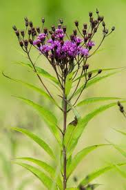 Image result for Vernonia nestor