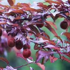 Check spelling or type a new query. Hollywood Plum Trees For Sale Fastgrowingtrees Com