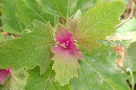Image result for Chenopodium giganteum