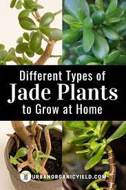 Different Types Of Jade Plants To Grow Jade Plants Jade Plant Bonsai Plants