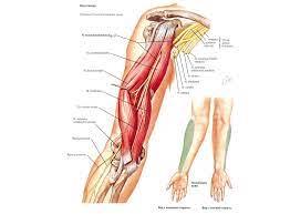 n musculocutaneus motor n biceps brachi m brachialis m coracobrachialis flexors sens antebrachii lat by n cutaneus antebrachi lat fotograf