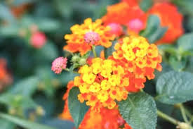 Plante qui ?loignent les mouches. 13 Plantes Magiques Qui Repoussent Les Insectes Naturellement