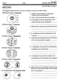 Somatic cells make up most of your body's tissues and meiosis has two cycles of cell division, conveniently called meiosis i and meiosis ii. Cell Division Worksheets Biology Worksheet Division Worksheets Mitosis