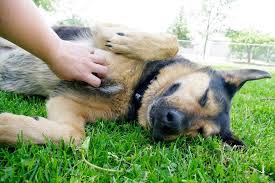 3 when do yorkie's stop teething? Benefits Of Spaying And Neutering