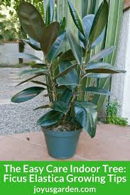 Image result for Ficus elastica