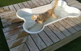 The pet doctor myrtle beach. Doggie Daycare Boarding The Pet Doctor