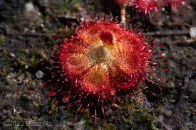 Image result for Drosera burkeana