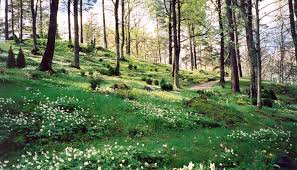 It is possible to bury a loved one in your garden. Interment Of Ashes Guide 2021 Everything You Need To Know