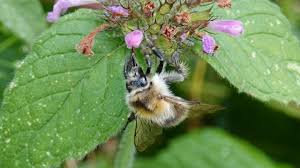 Although the abdomen also has ginger bands but the hairless black bands tend to dominate. Common Carder Bumblebee Markeisingbirding