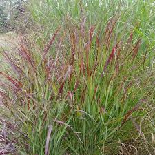 Image result for Panicum chionachne
