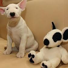 English Bull Terrier Want My Favorite Dog Breed Is The Bull Terrier I Need One Bullterrier Bull Terrier Puppy Baby Animals Animals
