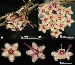 Species New To Science Botany 2019 Hoya Of Sumatra Apocynaceae Asclepiadoideae An Updated Checklist Three New Species And A New Subspecies