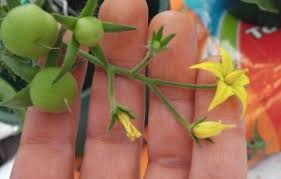 The fruit continues growing until the stage of green ripeness. Three Stages Of Growth In Tomato Plants Tomato Growing