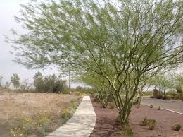 Palo verde tree information indicates that a naturally occurring hybrid of this tree, the desert museum palo verde (cercidium x 'desert museum'), is best to grow in your landscape. Parkinsonia Desert Museum