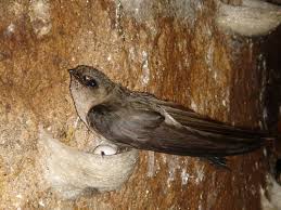 Para pecinta burung setia dengan hobi mereka tentu akan langkah #1 cara membuat sangkar burung. Cara Mengirim Sarang Burung Walet Bird Nest Melalui Kantorpos Dan Agenpos Www Infokantorpos Com